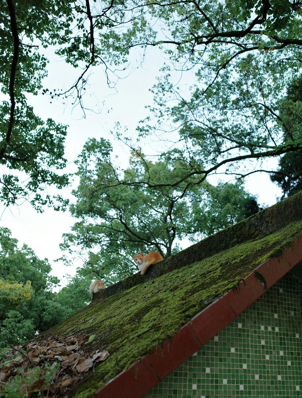 Green roof